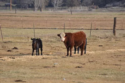 DSC_6048 (Large).JPG